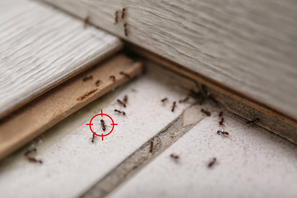 Best Flea Control Services  in Baltic, SD