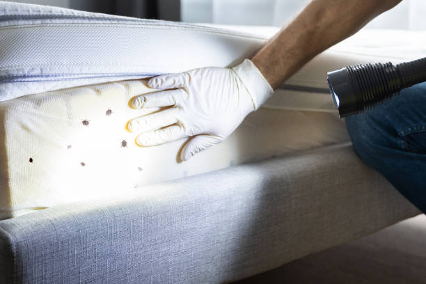Best Pest Prevention Services  in Baltic, SD