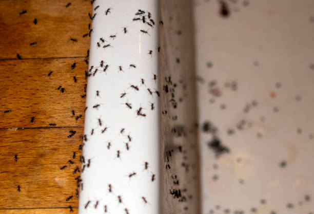 Best Pest Control Near Me  in Baltic, SD