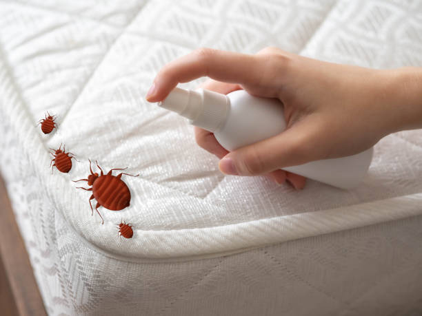 Best Bed Bug Extermination  in Baltic, SD